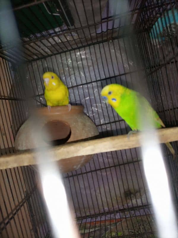 bujri parrots 13