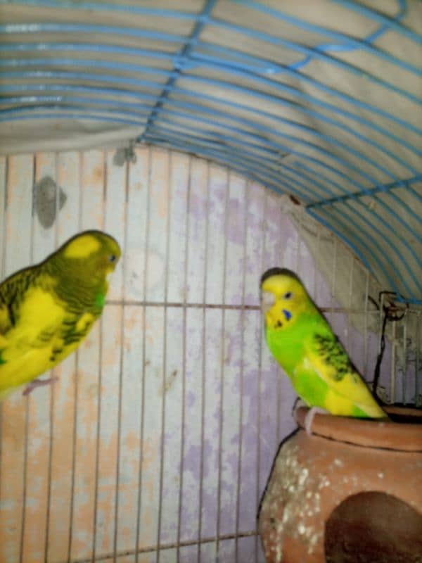 bujri parrots 17