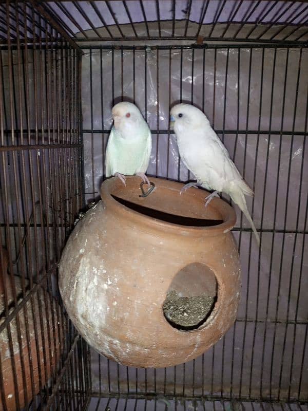 bujri parrots 18