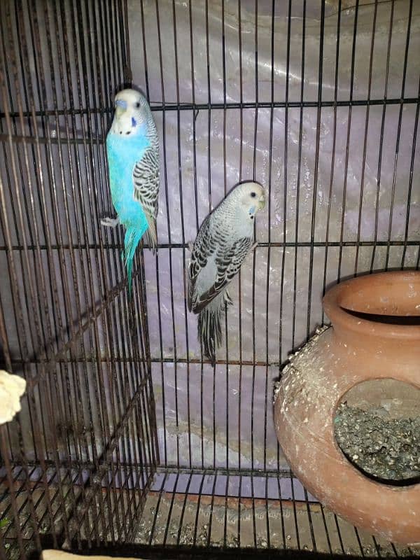 bujri parrots 19