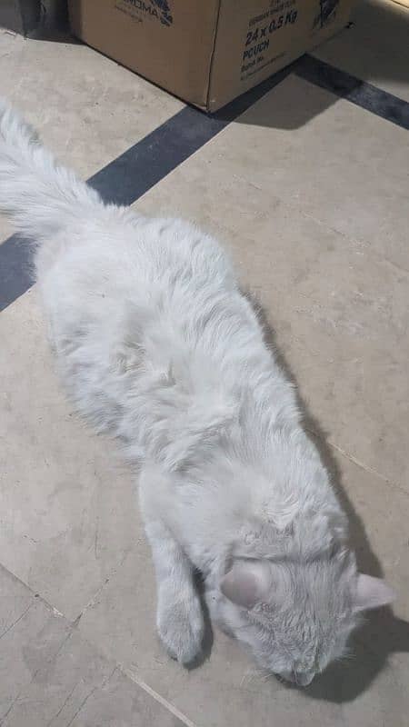 Persian cat for sale urgent 1