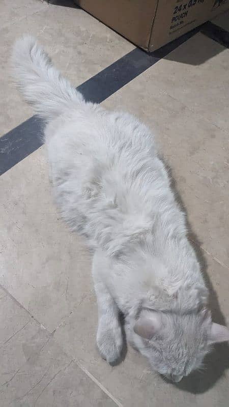 Persian cat for sale urgent 3