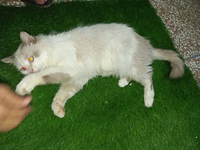 Persians Cats 7