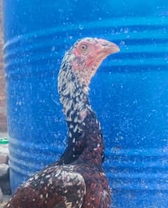 Aseel Quality Pathi Female For Sale 03089179667