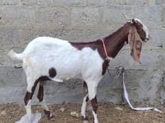 bakri for sale