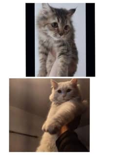 Persian kitten pair for sale