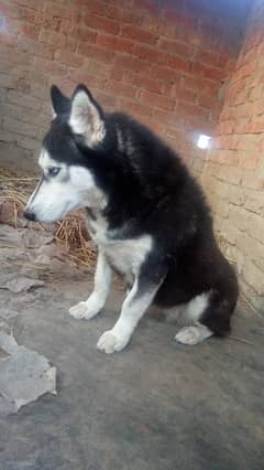 husky female friendly