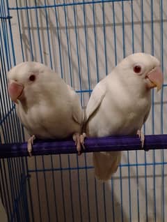 Albino pair for sale read add 03122903354