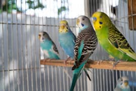 Australian parrots and cage for sale