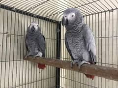 Grey Parrot Pair