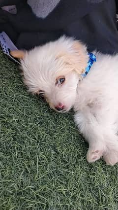 Poodle Toy / Chi poo  Male Trained Well Mannered