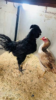 Ayam cemani