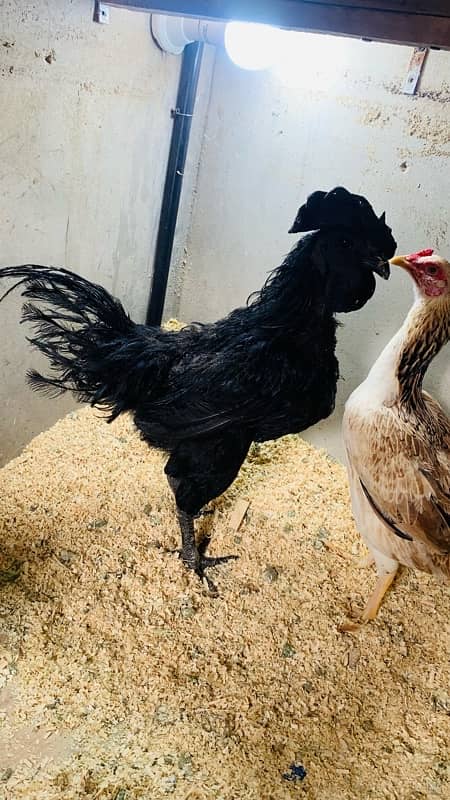 Ayam cemani 1