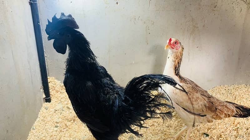 Ayam cemani 2