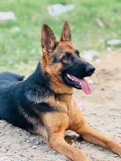 German shepherd dog for sale