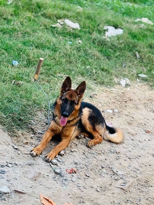 German shepherd dog for sale 1