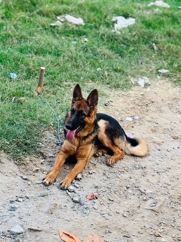 German shepherd dog for sale 2