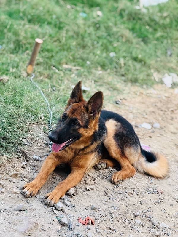 German shepherd dog for sale 3