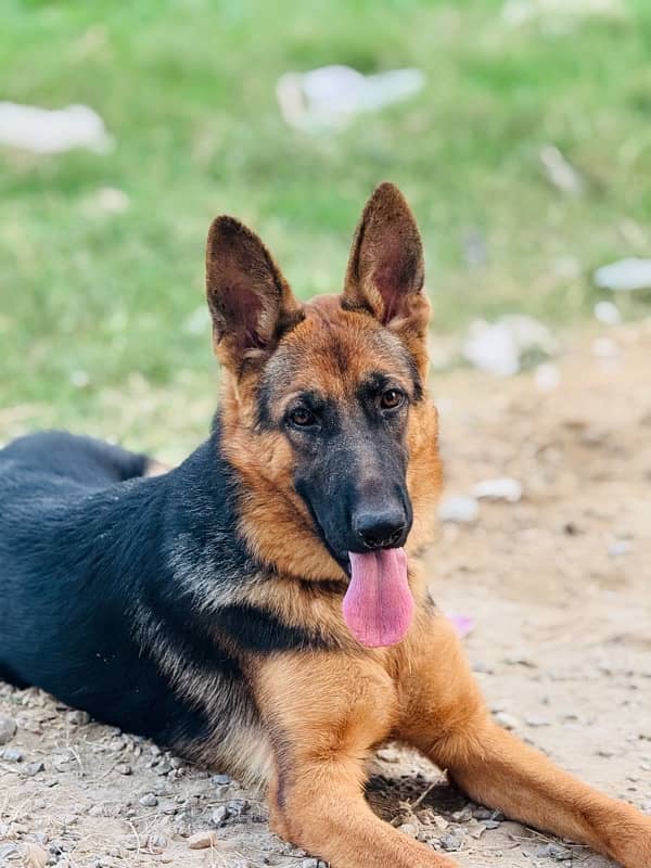 German shepherd dog for sale 4