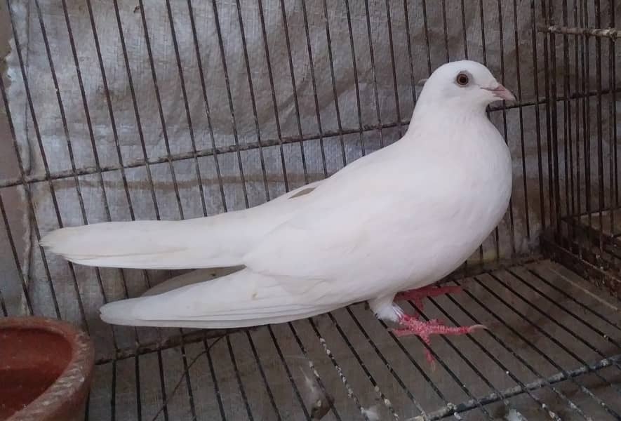 Patti Wala Breeder Male 0