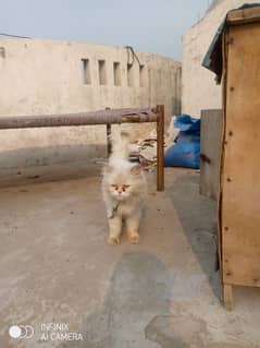 Male Persian cat Available for mating only