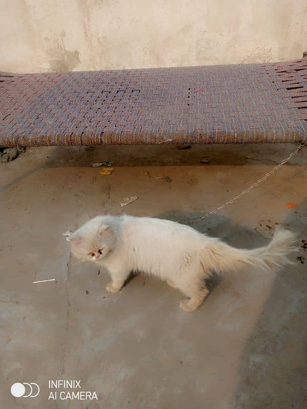 Male Persian cat Available 1