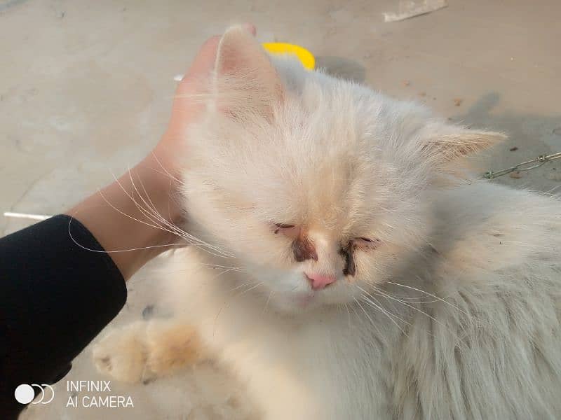 Male Persian cat Available 3