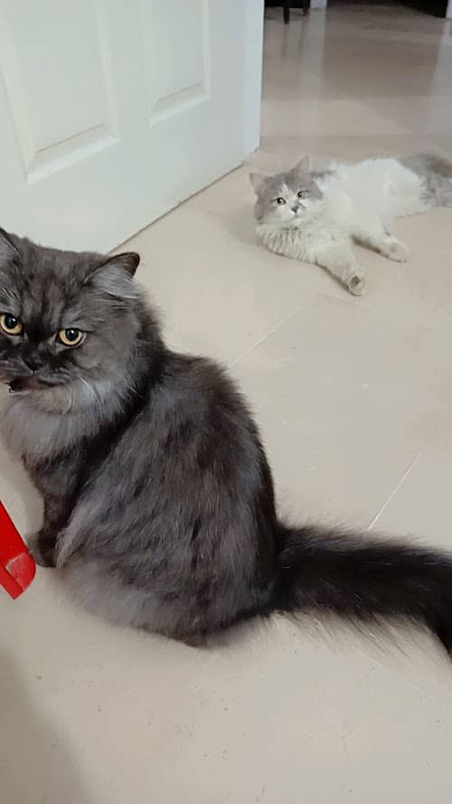 1 female persian 1 male cross 0