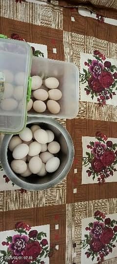 Aseel Eggs