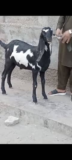 Bakra