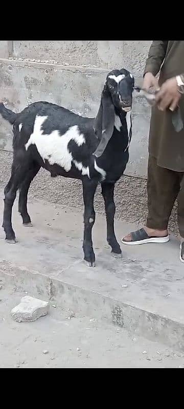 Bakra 0