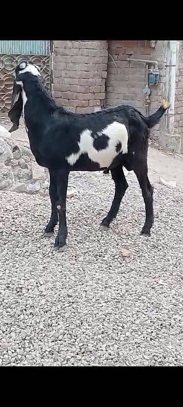 Bakra 1