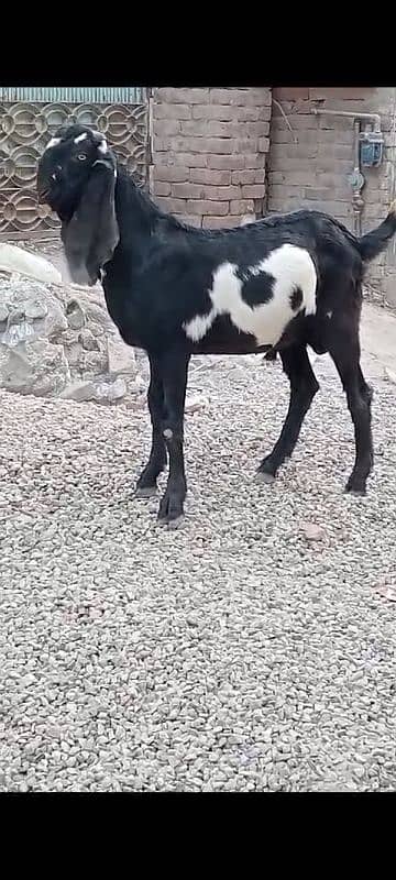 Bakra 2