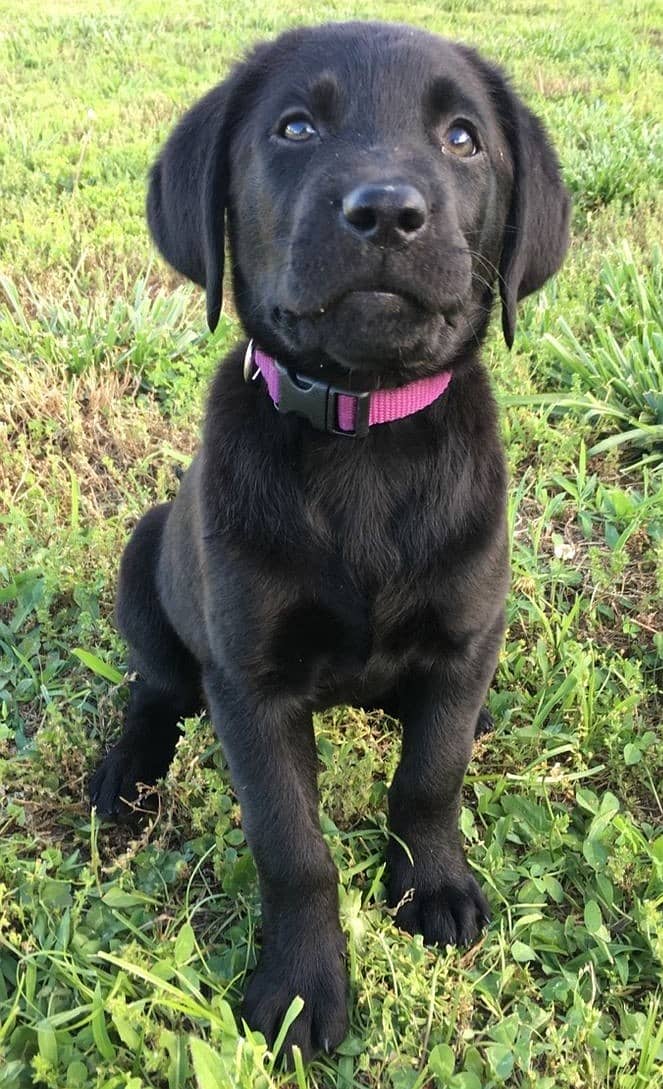 Pure Black Labrador for sale 0