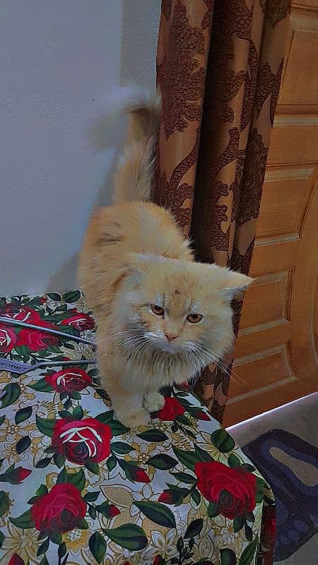 persian cat beautiful yellow light eyes 0