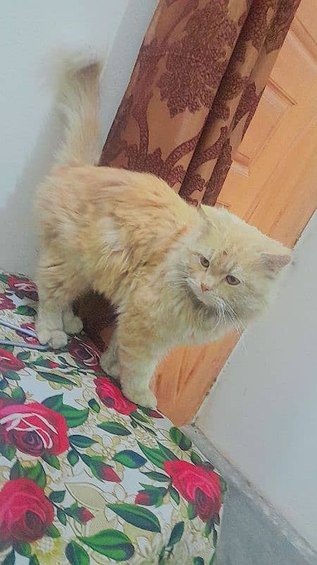 persian cat beautiful yellow light eyes 1