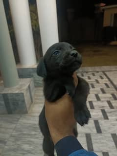 labrador puppies