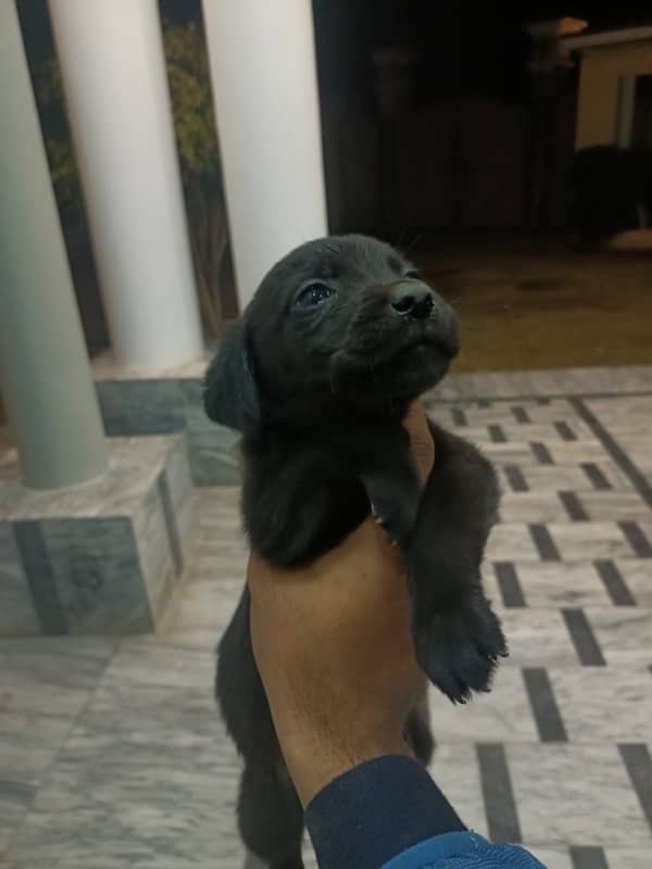 labrador puppies 0