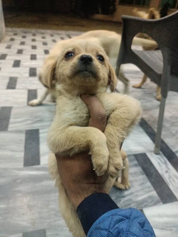 labrador puppies 1