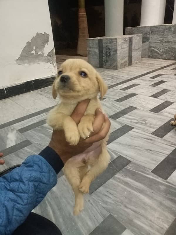 labrador puppies 2