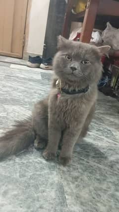 grey colour Persian cat