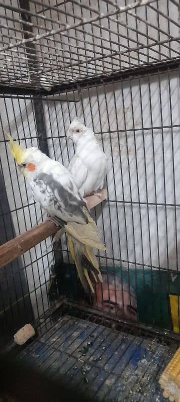 eno white female  and grey shery male 2