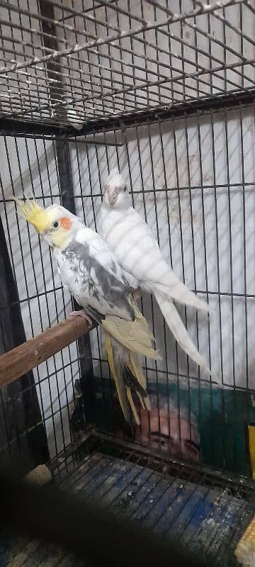 eno white female  and grey shery male 4