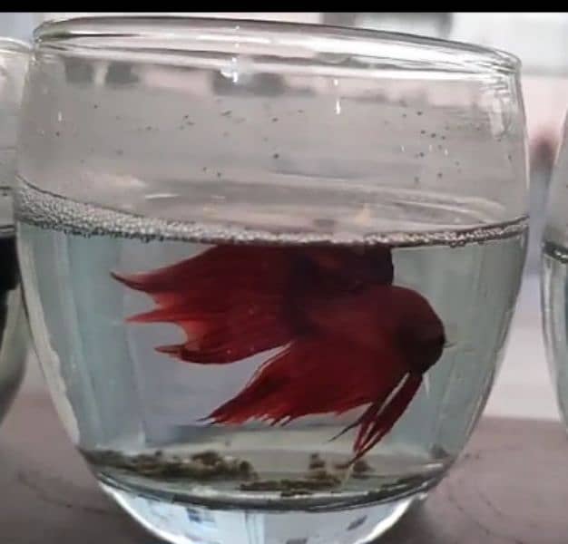 # Beta Fish 0