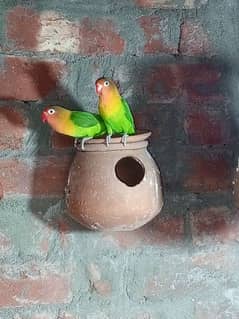 Parrot/Love bird/cocktail/albino/Australian/cage/Opline/fisher/parBlue