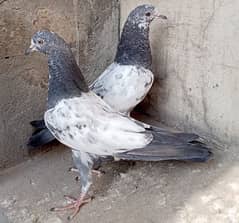 Teddy Pigeons