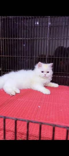 Persian cat for sale male or female my WhatsApp 0323=00=97=122