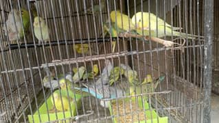 Australian parrots for sale