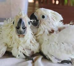 cockatoo