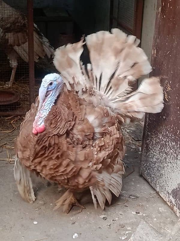 Golden turkey birds for sale 0